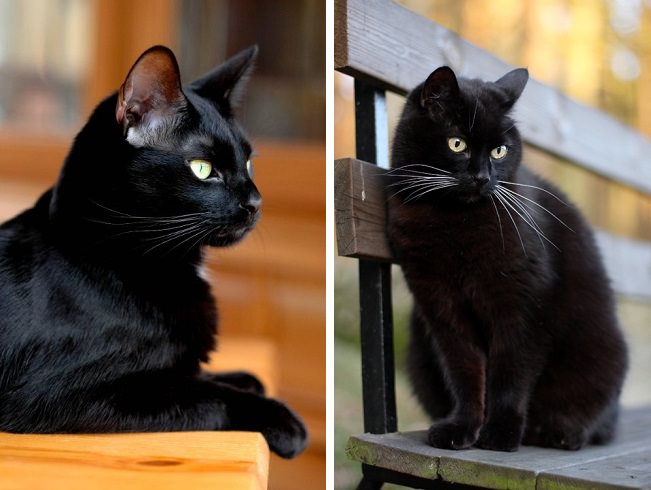 بعد نشر أخبار كاذبة استخدام القطط السوداء في فيتنام لمكافحة كورونا Sputnik Arabic