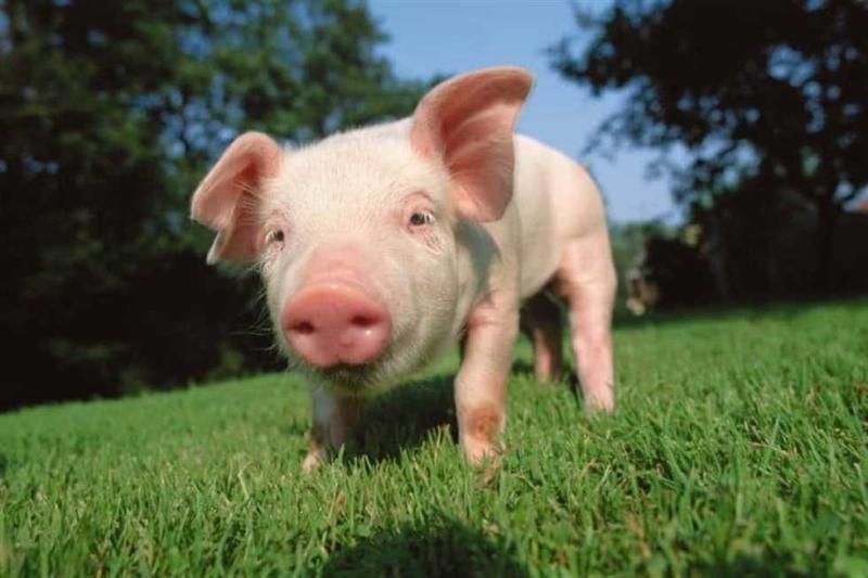 امراض خطيرة جدا تصيب من يأكل لحم الخنزير