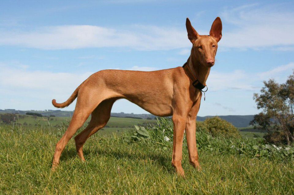 الهاوند الفرعوني – Egyptian Pharaoh Hound