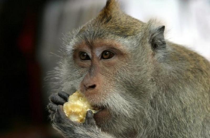 طعام القرد
