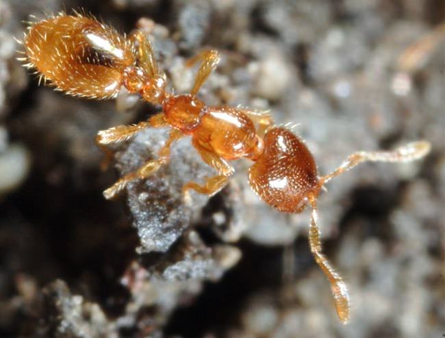 النمل الذي يلتهم الصغار مستخدماً غاز مسيل للدموع