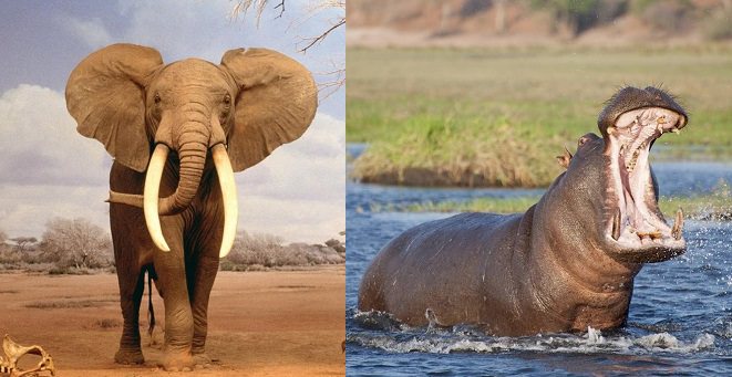 الفيلة وحيوانات فرس النهر - 500 حالة وفاة سنوياً