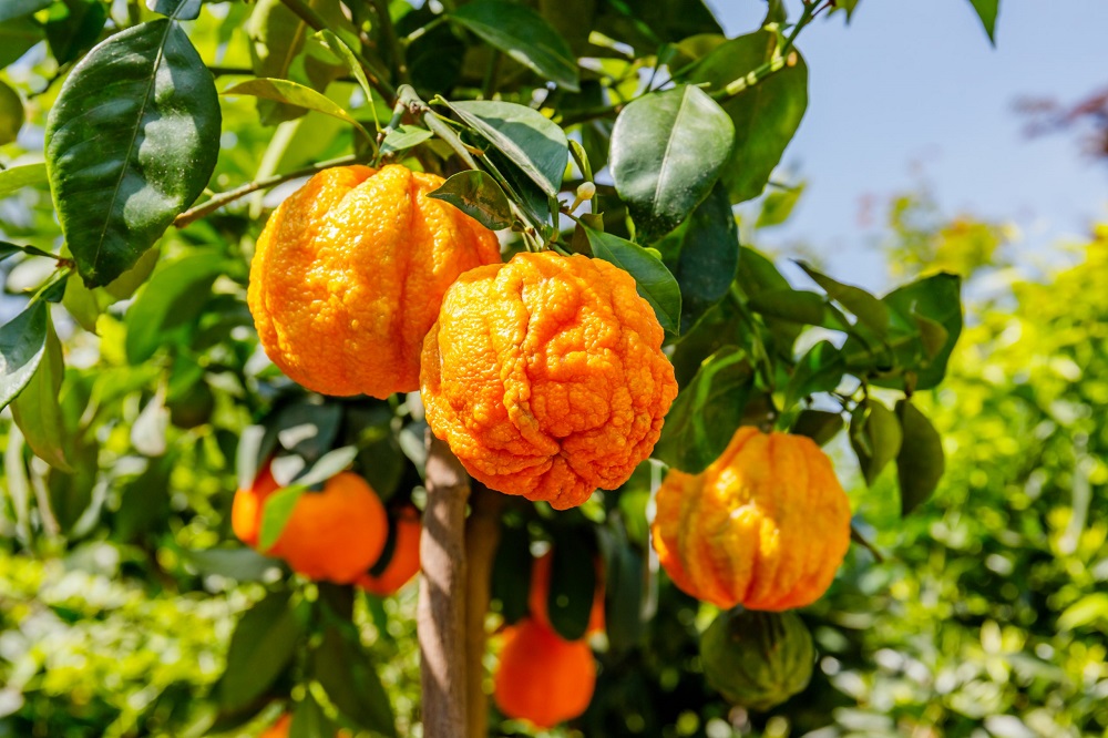 البرتقال المر لعلاج فطريات القدم