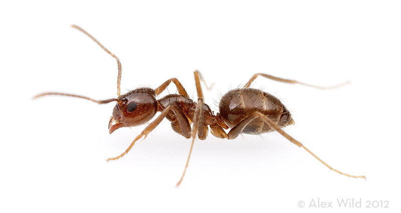 النمل المجنون