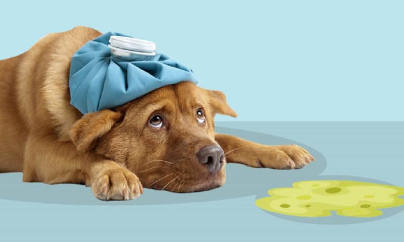 القيء والاسهال من امراض الكلاب