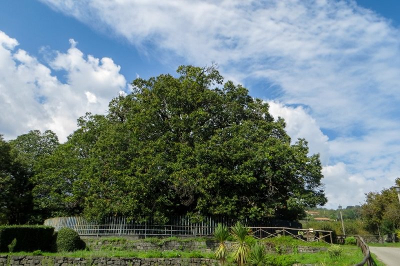 شجرة الكستناء ذات المائة حصان - عمرها بين 2،000 و 4،000 سنة
