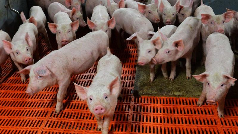 تناول لحم الخنزير يؤدي الى انتقال الدودة الشريطية