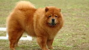 كلب تشاو تشاو – شبيه الدببة