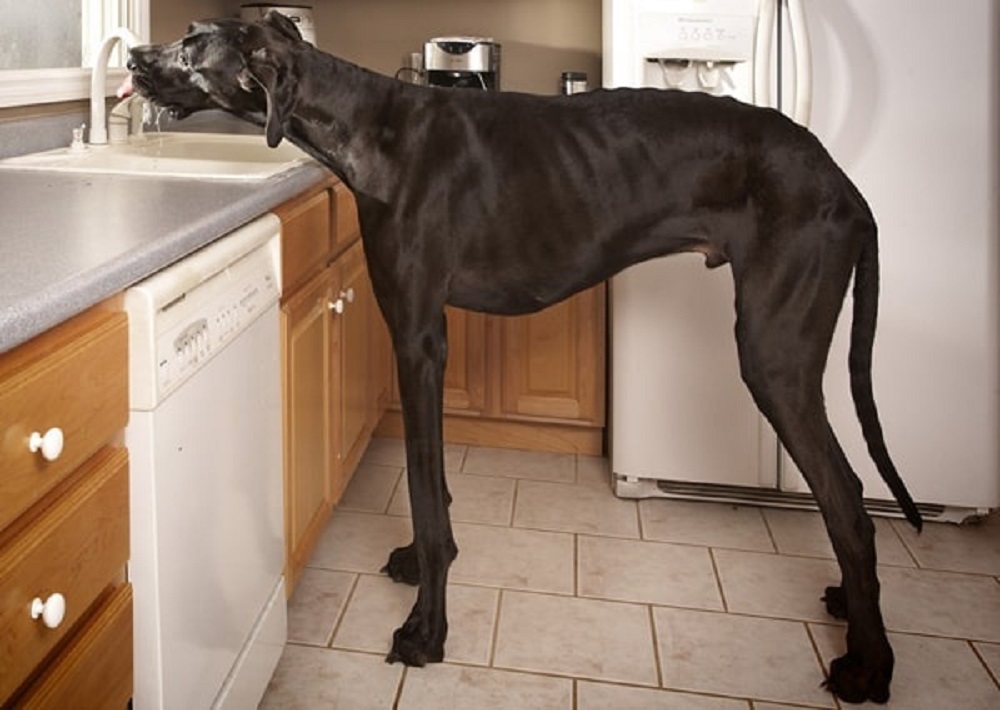 اطول كلب في العالم