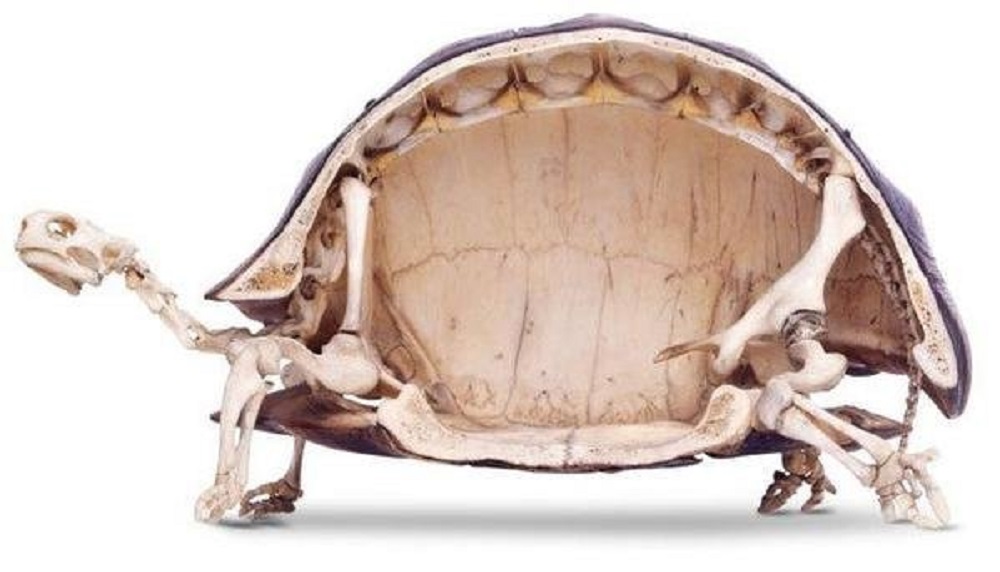 عظام السلاحف