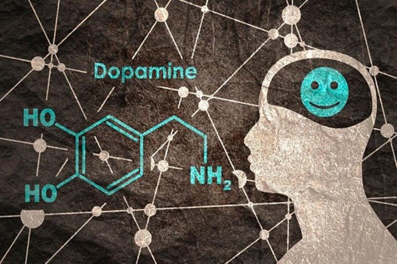 كيف يعمل الدوبامين في المخ