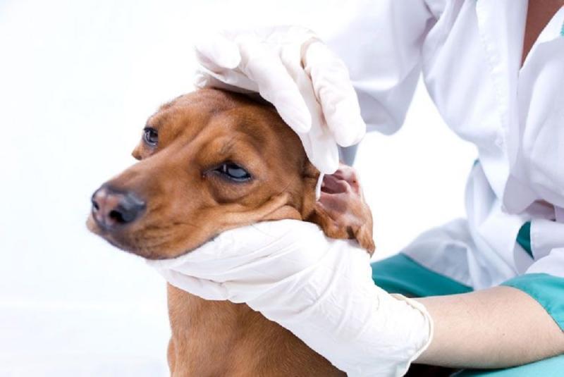 التهاب الاذن من امراض الكلاب الشائعة