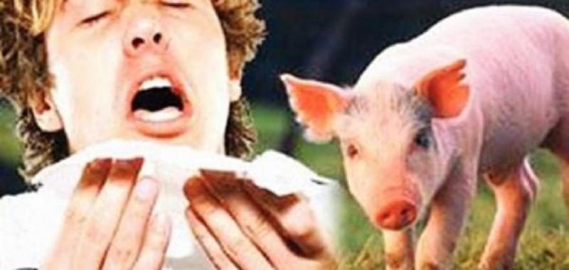 أنفلونزا الخنازير - وفاة 151 ألف شخص