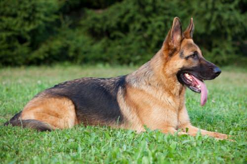 كلب الراعي الألماني – تعقب المجرمين والكشف عن المخدرات
