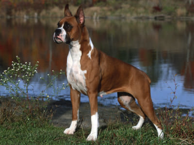 كلب بوكسر – عضاض الثور