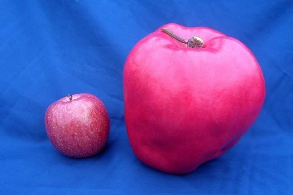 التفاحة الاثقل وزننا في العالم