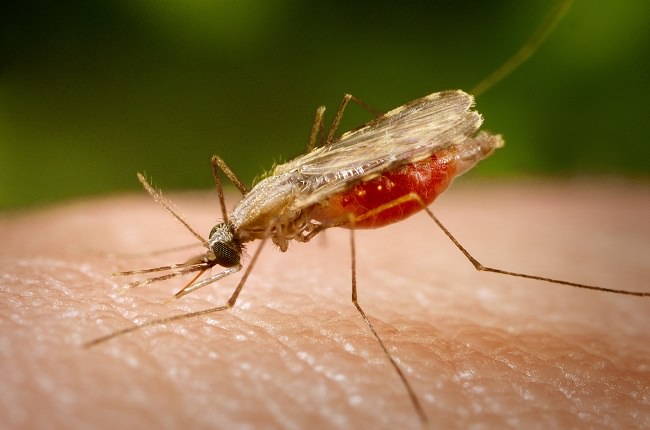بعوض الملاريا، اخطر حشرات على الإطلاق