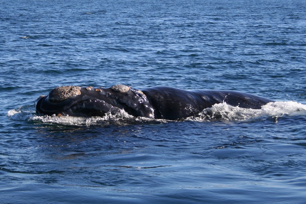 الحوت الصائب الجنوبي