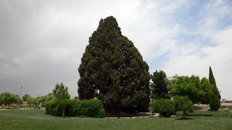 شجرة السرو الزرادشتية - عمرها 4،000 عام