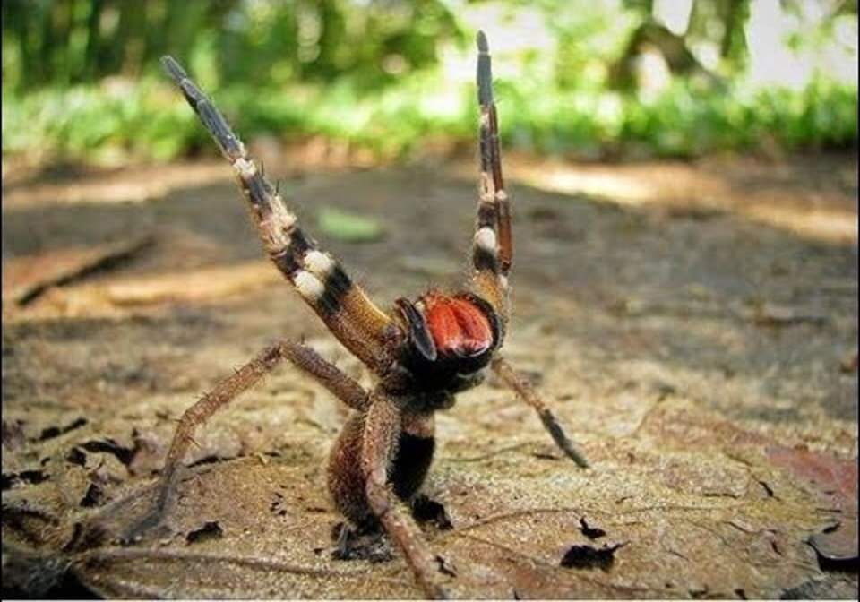 العنكبوت البرازيلي