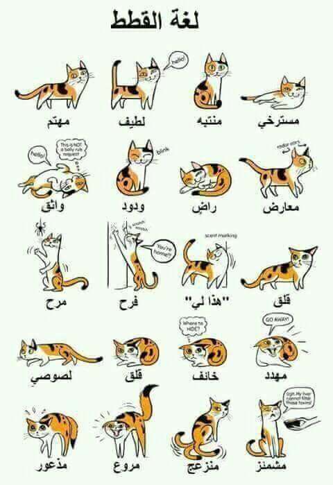 لغة القطط